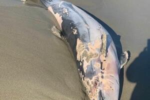 Trovato un delfino morto sulla spiaggia