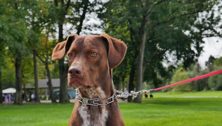 Nuova legge sui cani