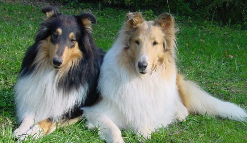 Una razza di cani sarà vietata