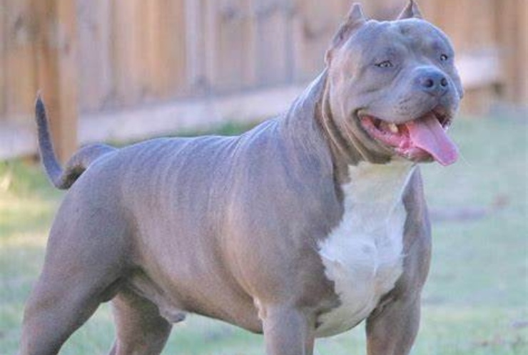 American pitbull vietato