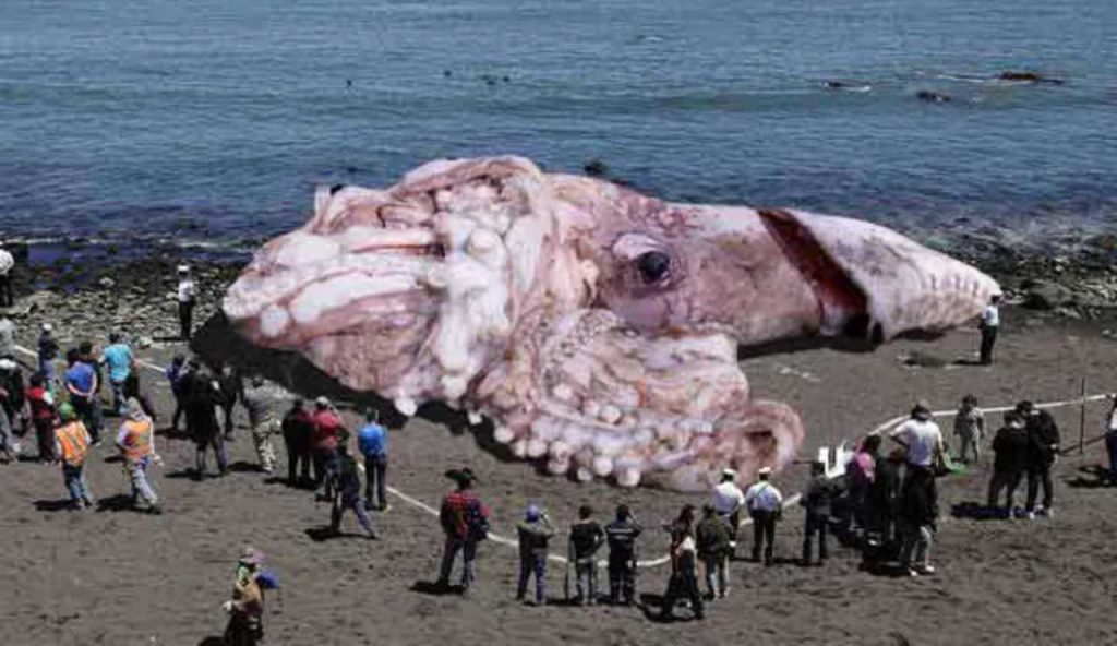Trovato un calamaro gigante