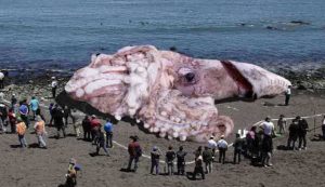 Trovato un calamaro gigante