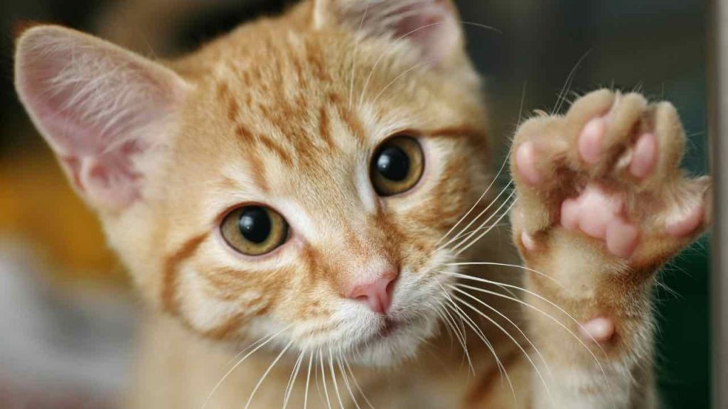 Piccolo gatto