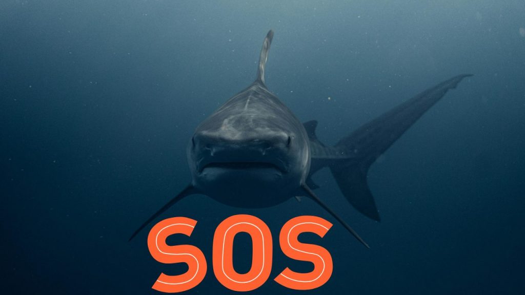 SOS squalo