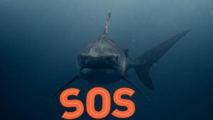 SOS squalo
