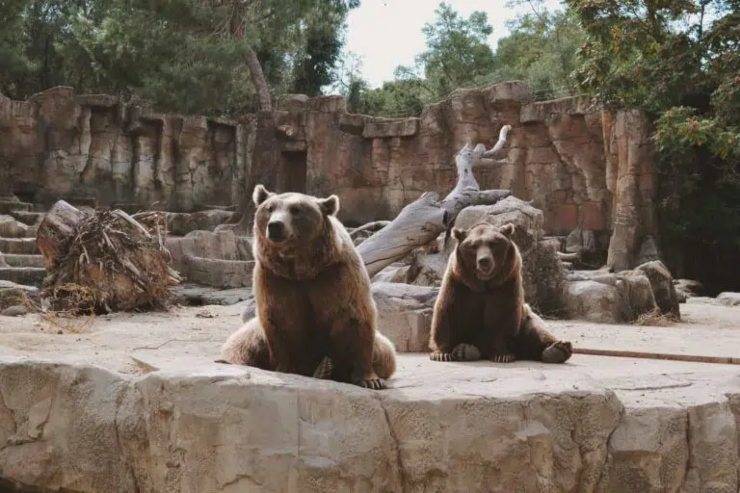Lo zoo di Roma