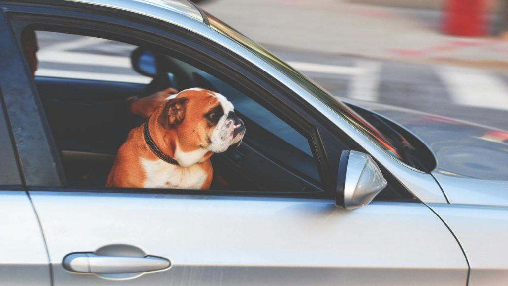 Cane in auto
