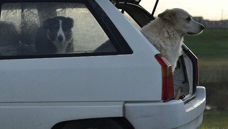 Cani a bordo
