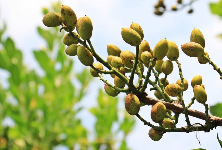 Pistacchio di Bronte