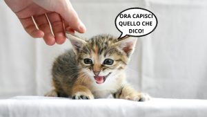 Gatto parlante
