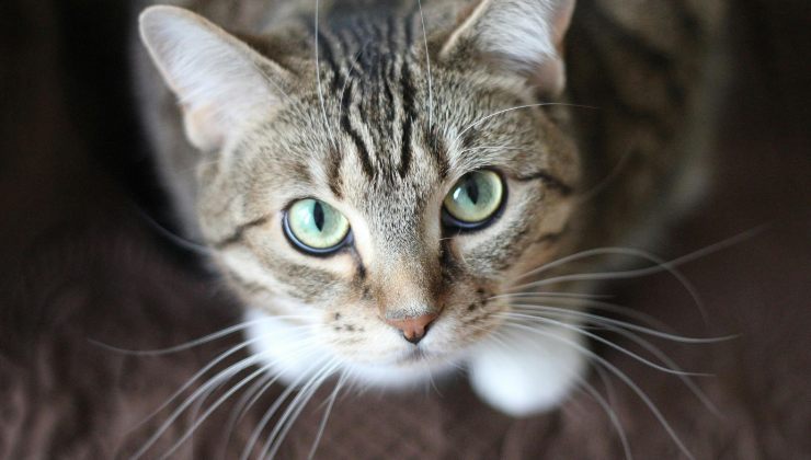 Gatto
