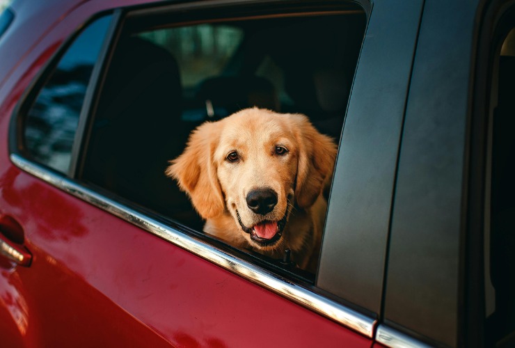 Cane in auto