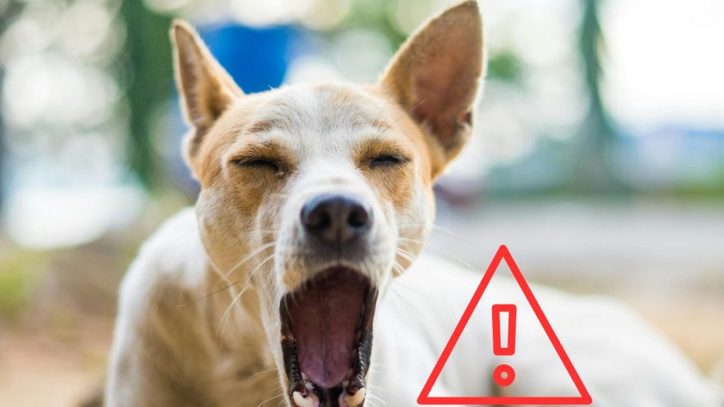 Attenzione al tuo cane
