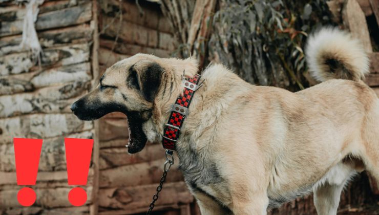 SOS cane che sbadiglia