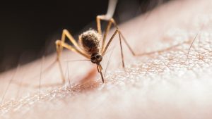 Zanzare, il sistema per sconfiggerle definitivamente - lagazzettadiviareggio.it - 20250716