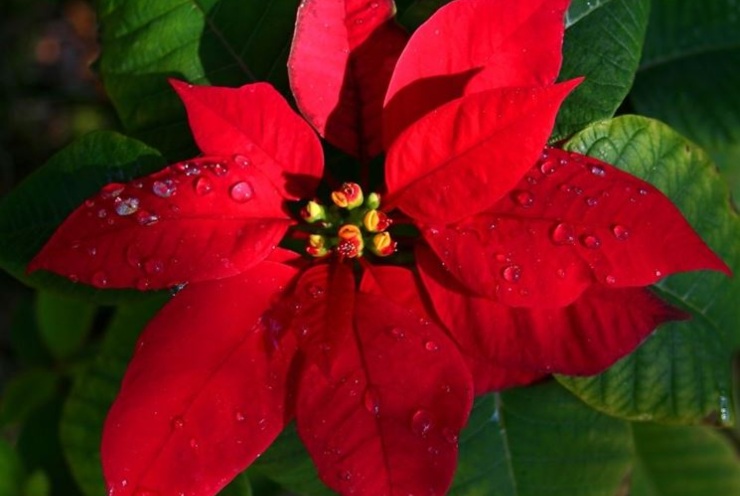 Compromessa la coltivazione delle Stelle di Natale