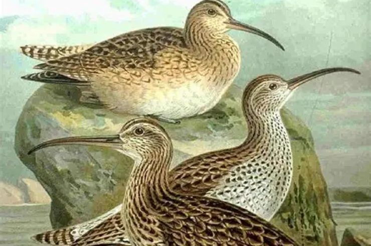 Il chiurlottello è in esposizione a La Specola