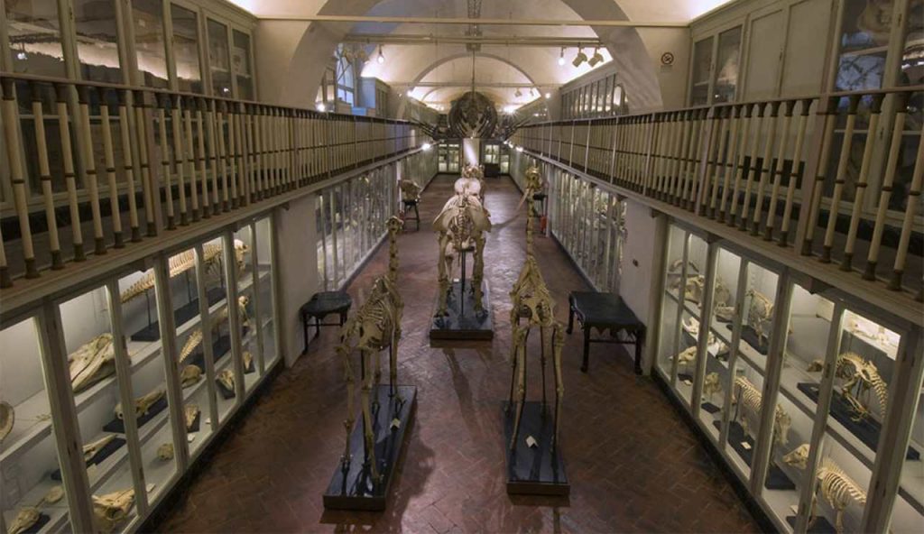 Il museo la Specola ospita alcune specie aviarie scomparse