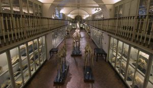 Il museo la Specola ospita alcune specie aviarie scomparse