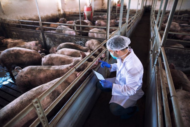 La Regione Toscana prende provvedimenti contro la Peste Suina