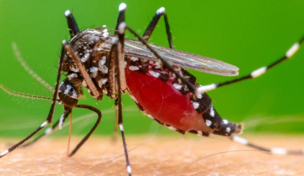 Scatta l'allarme Chikungunya in Toscana